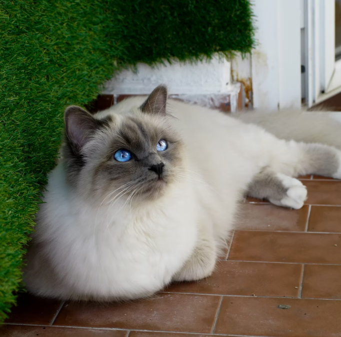 Nala, femmina Sacra di Birmania elegante e affettuosa